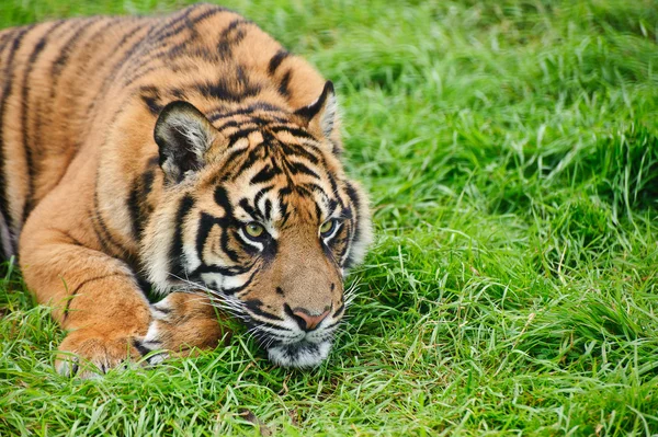 รูปภาพของเสือสุชาติ Panthera Tigris Sumatrae แมวตัวใหญ่ — ภาพถ่ายสต็อก