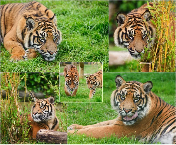 Sammanställning av bilder av sumat5ran tiger panthera tigris sumatra — Stockfoto