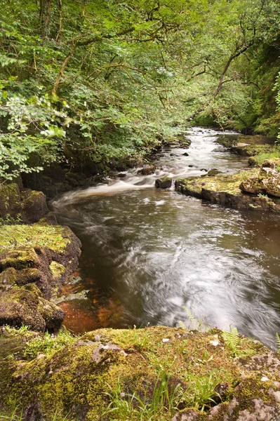 Vacker skogsmark bäck och vattenfall i sommar — Stockfoto