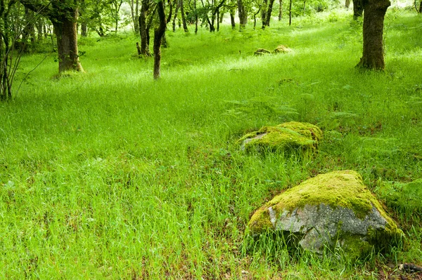 Прекрасный пышный живой образ древнего леса — стоковое фото