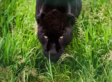 siyah jaguar panthera onca thorugh uzun otların sinsi sinsi