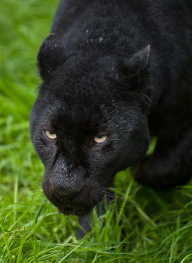 siyah leopar panthera pardus uzun çimlerde sinsi sinsi