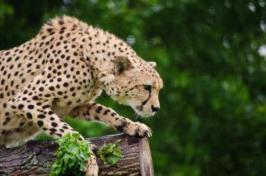 Cheetah acinonyx jubatus büyük bir kedi