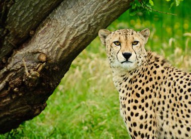 Cheetah acinonyx jubatus büyük bir kedi
