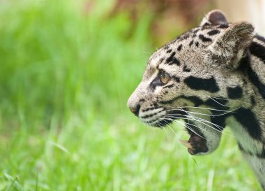 Clouded leopard Neofelis Nebulova big cat portrait clipart