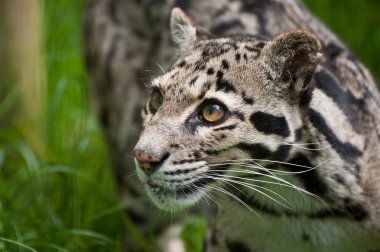 Bulutlu leopar neofelis nebulova büyük kedi portre