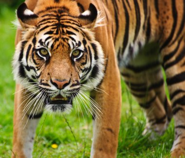 Sumatra kaplanı panthera tigris sumatrae büyük kedi portresi