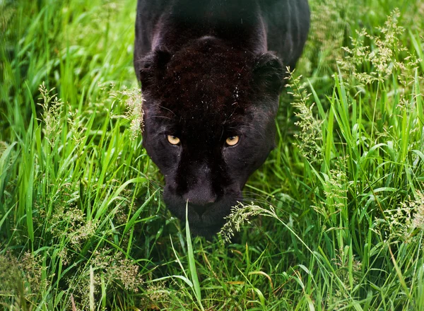 Siyah jaguar panthera onca thorugh uzun otların sinsi sinsi — Stok fotoğraf