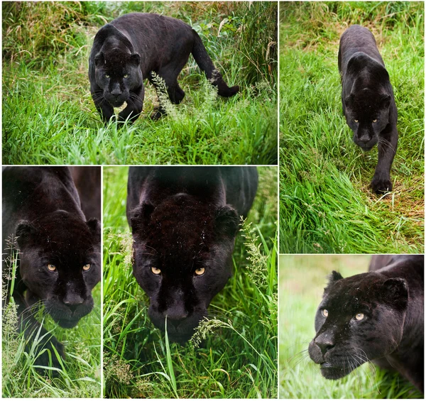 Zusammenstellung von fünf Bildern des schwarzen Jaguar panthera onca — Stockfoto