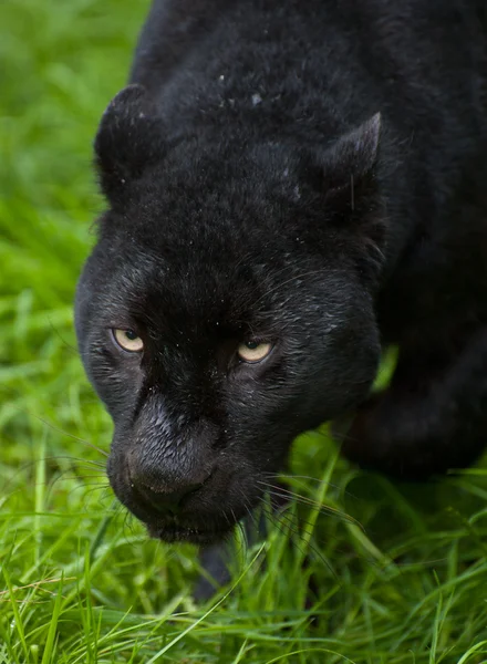 Leopardo nero Panthera Pardus si aggira tra l'erba lunga — Foto Stock