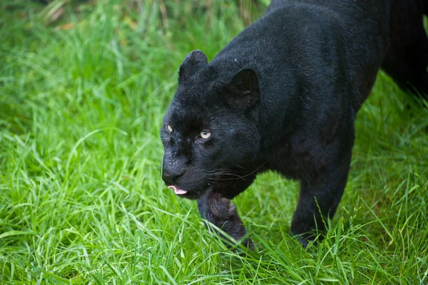 Black leopard Panthera Pardus prowling through long grass — Stock Photo, Image