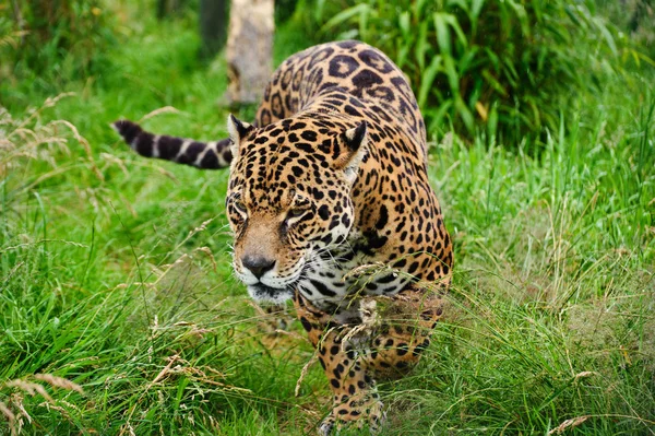 Prachtige jaguar panthera onca prowling door lange gras — Stockfoto