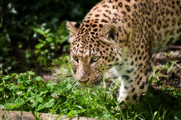 Lindo leopardo Panthera Pardus grande gato entre folhagem — Fotografia de Stock