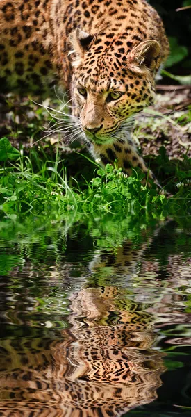 Lindo leopardo Panthera Pardus grande gato entre folhagem reflec — Fotografia de Stock
