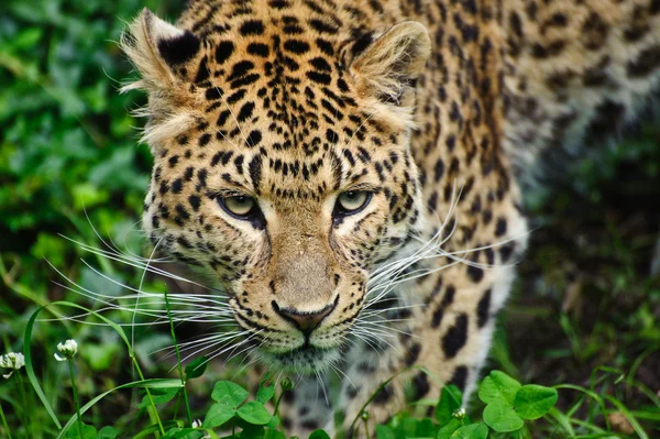 Lindo leopardo Panthera Pardus grande gato entre folhagem — Fotografia de Stock