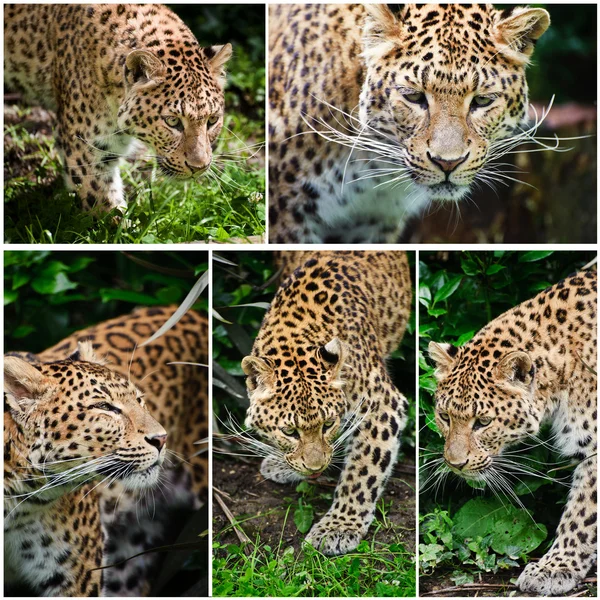 Сборник из пяти изображений большого кота Leopard Panthera Pardus — стоковое фото