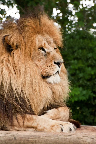 Retrato do Rei da Selva Leão Panthera Leo gato grande — Fotografia de Stock
