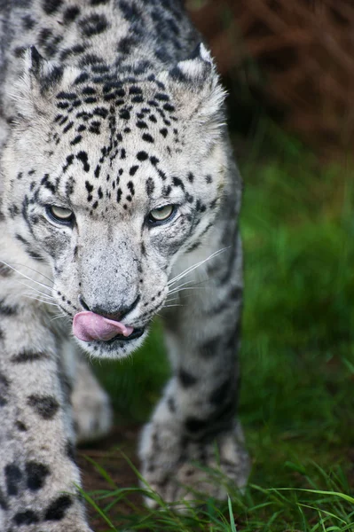 Havazik leopárd Panthera Uncia nagy macska gyönyörű portréja — Stock Fotó