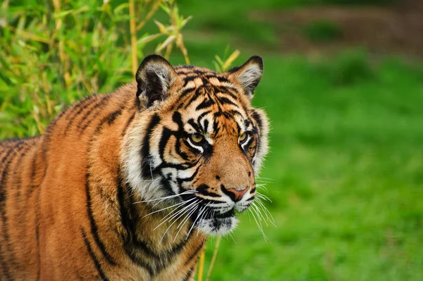 Retrato de Sumatra Tigre Panthera Tigris Sumatrae gato grande — Foto de Stock