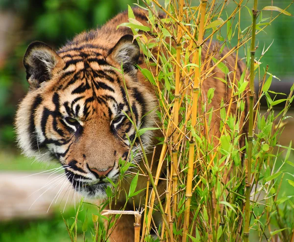 Szumátrai tigris Panthera Tigris Sumatrae nagymacska portréja — Stock Fotó