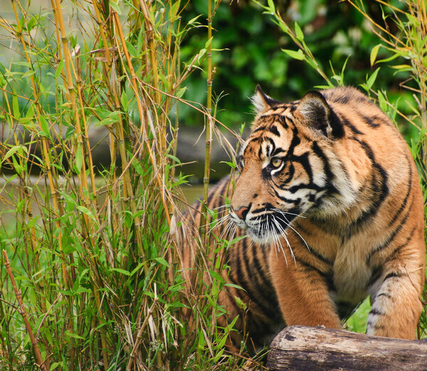 Portrait of Sumatran Tiger Panthera Tigris Sumatrae big cat