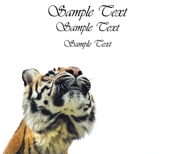 Retrato de Tigre de Sumatra Panthera Tigris Sumatrae investigando — Foto de Stock
