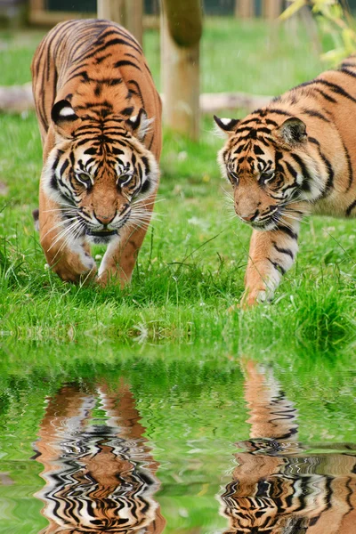 Ritratto di Sumatra Tigers Panthera Tigris Sumatrae grande gatto ref — Foto Stock