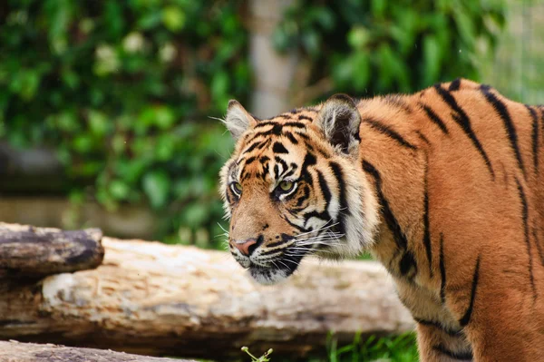 Porträtt av Sumatra tiger panthera tigris sumatrae stor katt — Stockfoto