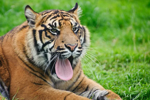 Портрет Суматранський тигр Panthera тигр версія великі кішки — стокове фото