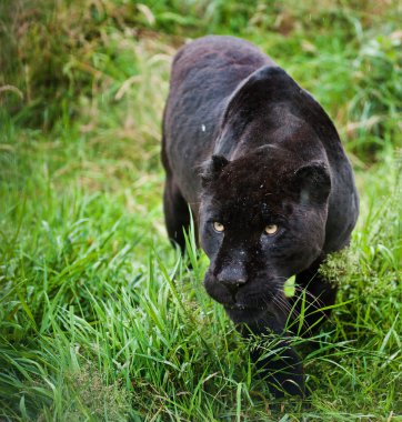 siyah jaguar panthera onca thorugh uzun otların sinsi sinsi