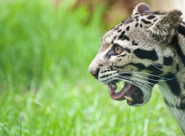 Bulutlu leopar neofelis nebulova büyük kedi portre