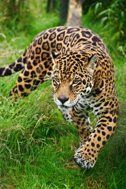 Stunning jaguar Panthera Onca prowling through long grass clipart