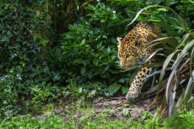 güzel leopar panthera pardus büyük kedi yapraklar arasında