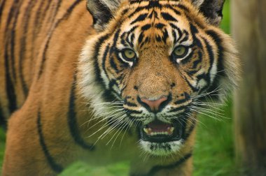 Portrait of Sumatran Tiger Panthera Tigris Sumatrae big cat clipart