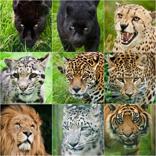 Compilation of portraits of all big cats 9 images — Stock Photo ...