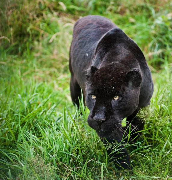 Zwarte jaguar panthera onca prowling thorugh lange gras — Stockfoto