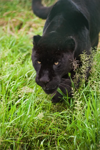 Чорний jaguar Panthera Onca що крадеться копання довгій траві — стокове фото