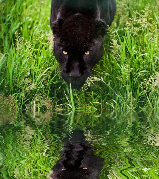 黒いジャガー パンテーラ onca prowling 長い草を介して反映されます。 — ストック写真