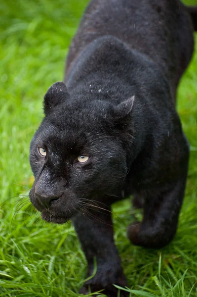 Leopárd Panthera Pardus sétálgatott a hosszú fűben fekete — Stock Fotó