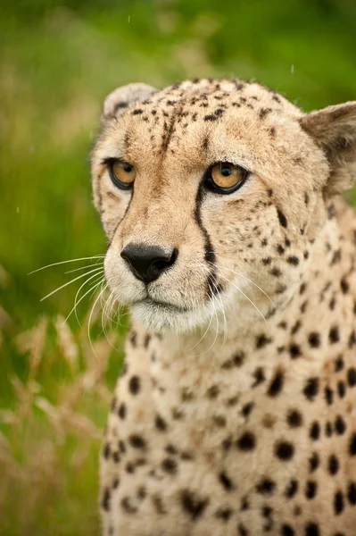 Gato guepardo acinonyx jubatus —  Fotos de Stock