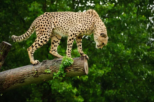 Cheetah acinonyx jubatus stor katt — Stockfoto