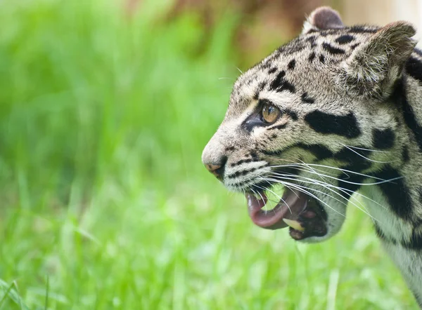 Trübter Leopard neofelis nebulova Raubkatzenporträt — Stockfoto