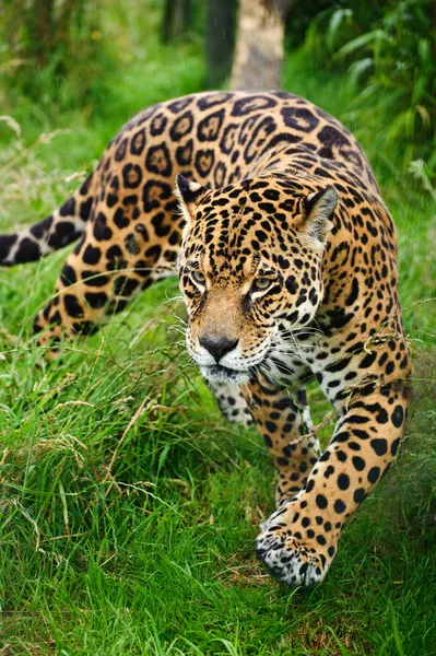 Impressionante jaguar panthera onca rondando através de longa grama — Fotografia de Stock