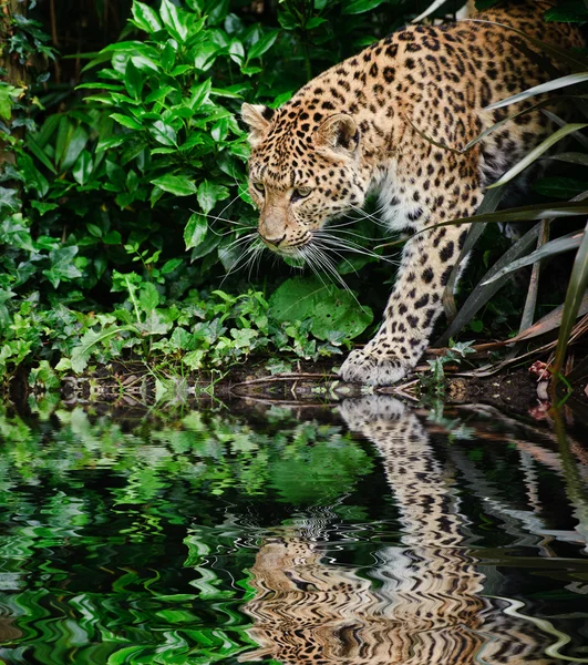 Hermoso leopardo Panthera Pardus gran gato entre el reflejo del follaje — Foto de Stock