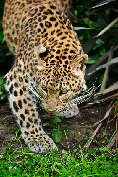 Krásné leopardí panthera pardus velká kočka mezi listy — Stock fotografie