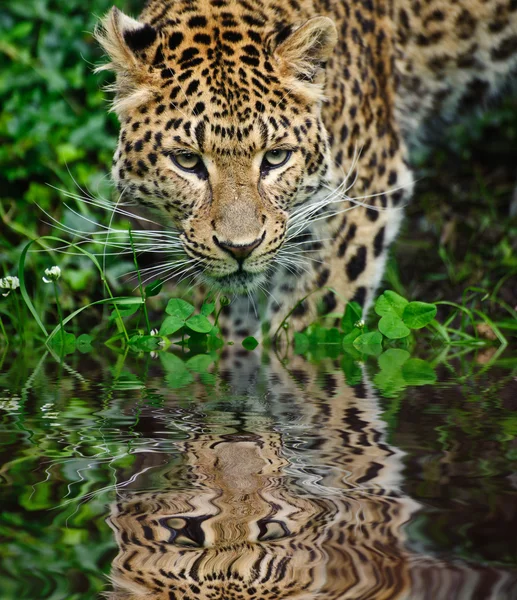 Beautiful leopard Panthera Pardus big cat amongst foliage reflec — Stock Photo, Image