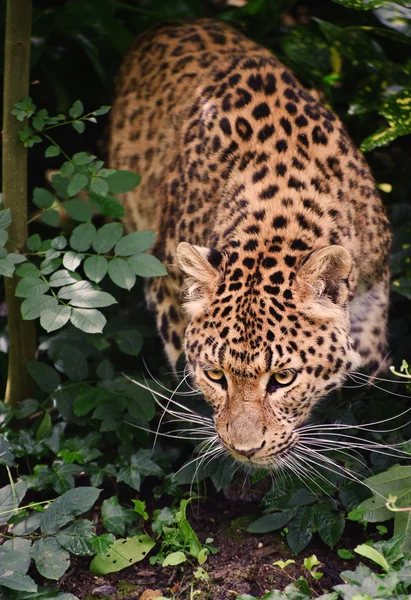 Mooie Luipaard panthera pardus grote kat onder gebladerte — Stockfoto