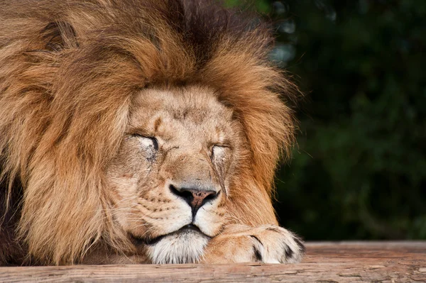 รูปภาพของพระมหากษัตริย์ของป่าสิงโต Panthera Leo แมวใหญ่ — ภาพถ่ายสต็อก