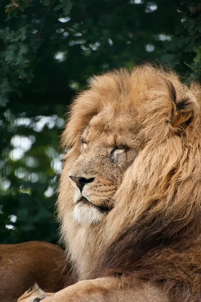 Retrato do Rei da Selva Leão Panthera Leo gato grande — Fotografia de Stock