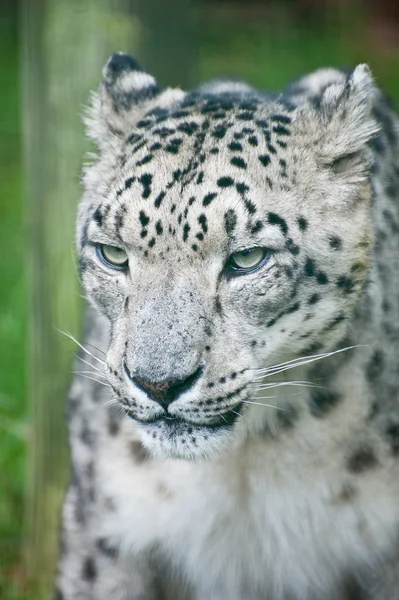 Beautiful portrait of Snow Leopard Panthera Uncia big cat — Stock Photo, Image